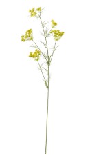 Daucus carota geel L120cm